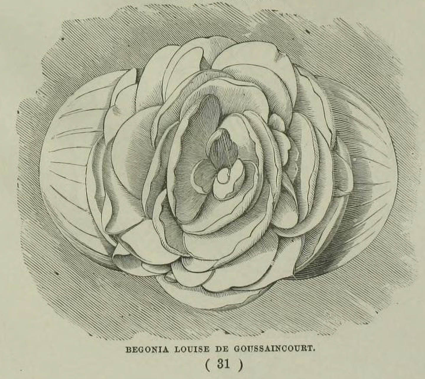 B. ‘Louise de Goussaincourt’